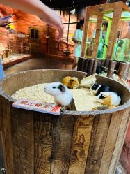 -Zoolung Zoolung动物主题公园(海信广场店)