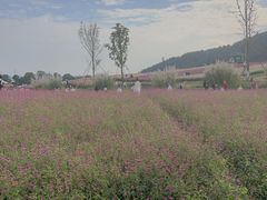 -径山花海