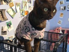 -喵屿·大理花园猫咖