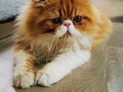 -猫在这儿猫咪咖啡馆·撸猫馆