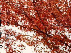 -白塘生态植物园