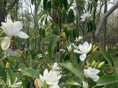 -上海共青森林公园