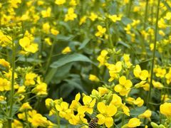 -光明小镇欢乐田园
