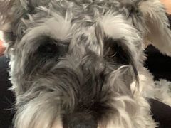 -读宠于你·约克夏比熊·睫角守宫·爬宠售卖(高新店)