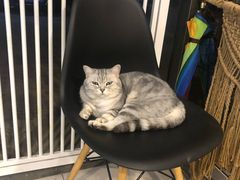 -平行世界·猫咖(首经贸店)