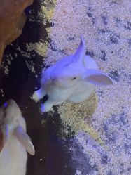 -奇幻萌宠部落(映月湖环宇城店)