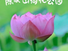 -陈家山荷花公园