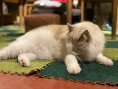 -猫猫幼稚园·撸猫·桌游·电玩