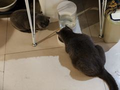-平行世界·猫咖(首经贸店)