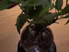 -浅深Cheersum(曹杨店)