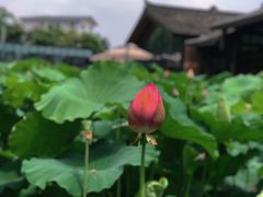 -莫催咖啡