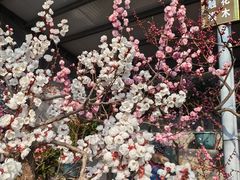 -红螺寺