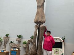 -自贡恐龙博物馆
