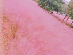 -南湖湿地公园