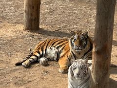 -西霞口神雕山野生动物世界