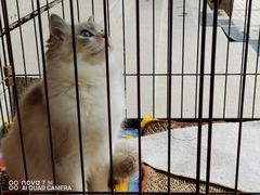 -十年猫舍·猫咪专门店(普陀店)