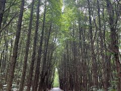 -同里国家湿地公园
