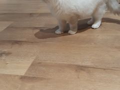 -瞄一喵猫咖(格力海岸店)