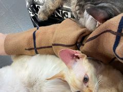 -十年猫舍·猫咪专门店(普陀店)