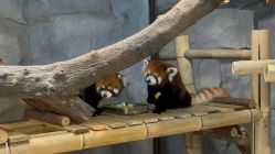 -Zoolung Zoolung动物主题公园(海信广场店)