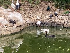 -合肥野生动物园
