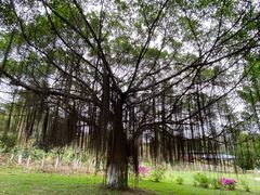 -东莞植物园