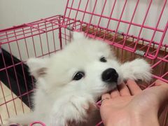 -翊宠yipet猫狗购宠庄园犬舍•猫舍