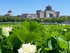 -莲花池公园