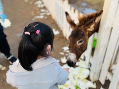 -前小桔亲子创意农场·草莓采摘·露营烧烤