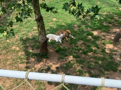 -西霞口神雕山野生动物世界