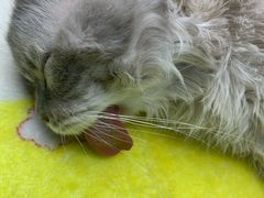 -博特宠物医院24h犬猫全科.骨科·异宠