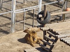 -青藏高原野生动物园