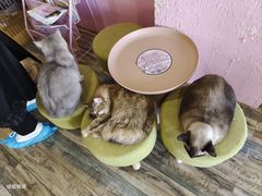 -喵匠猫主题咖啡(凯德和平广场店)