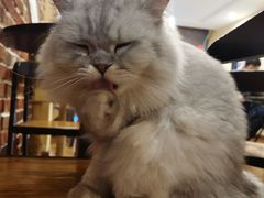 -猫友咖啡店(玉林西路店)