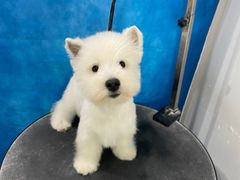 -关爱宠物医院·猫科中心·消化科(滨湖万达分院)