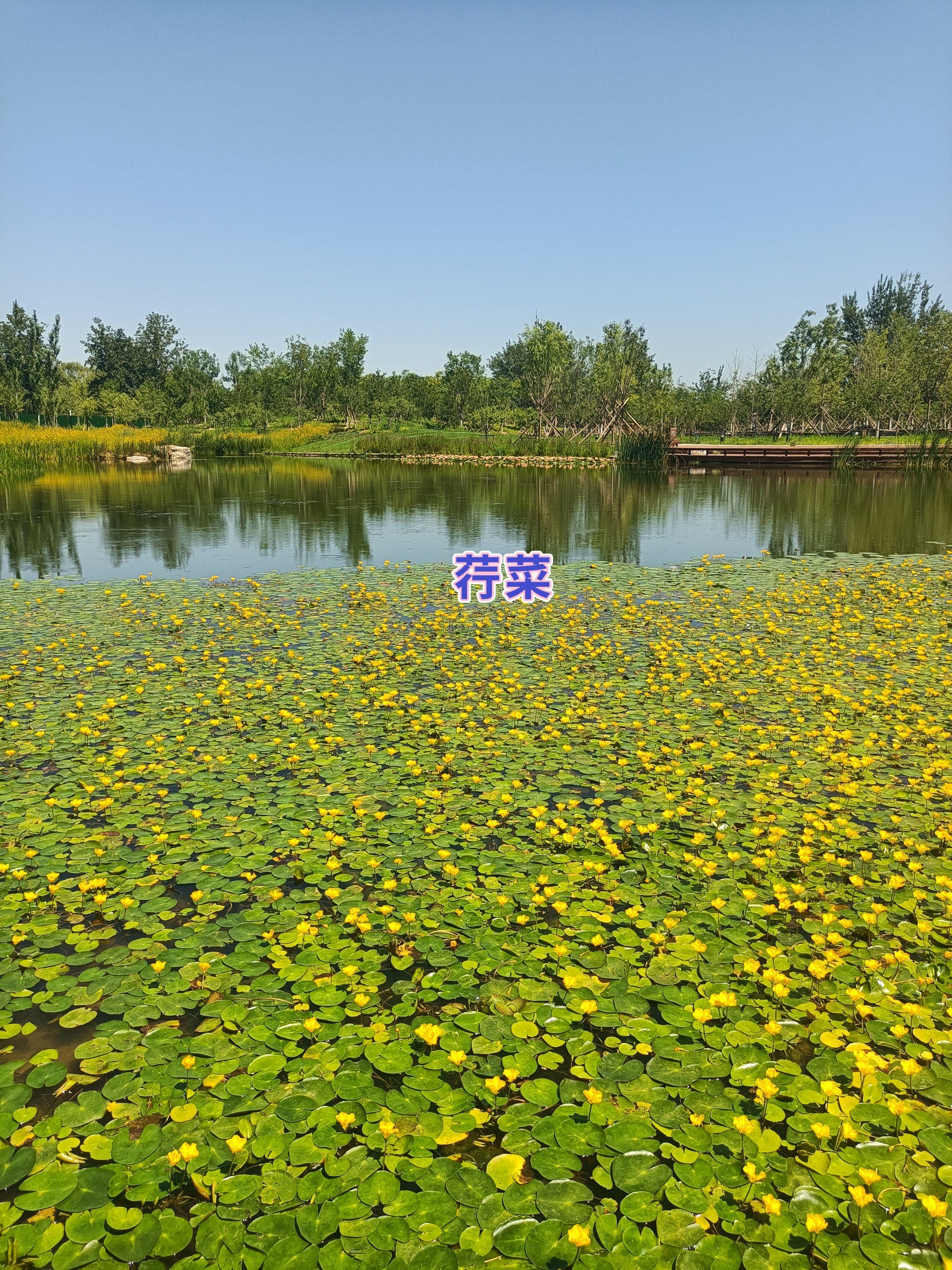 参差荇菜,左右流之