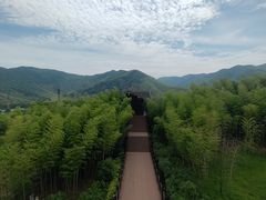 -大唐贡茶院
