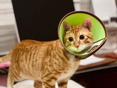 -瑞派名望志远动物医院·猫科·內科·异宠专科(直港大道店)