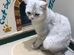-藏猫猫咖啡主题馆(中央大道店)