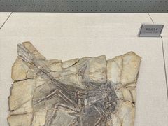 -辽宁古生物博物馆