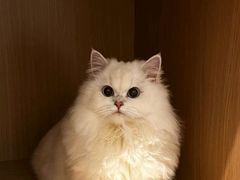 -欣宠猫屋·矮脚拿破仑·蓝金金渐层