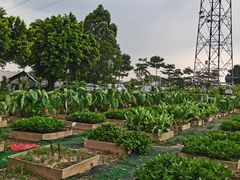 -长洲岛都市农业公园