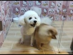 -宠物之家Pets Home 宠物寄养酒店