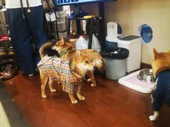 -逗柴咖啡屋·狗咖猫咖宠物桌游