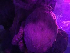 -暹罗海洋世界