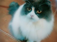 -李小姐の猫咖啡馆(五角场店)