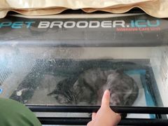 -安安宠医·安宠宠物医院