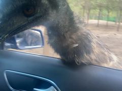 -石家庄市动物园