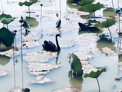 -荷兰花海