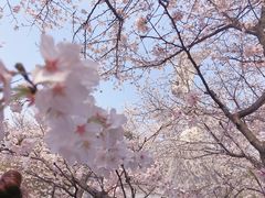 -武汉大学-樱园